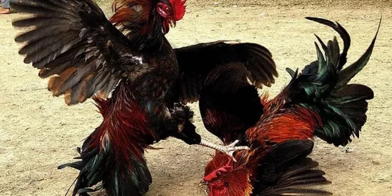 Sơ lược lý do tại sao đá gà luôn thua